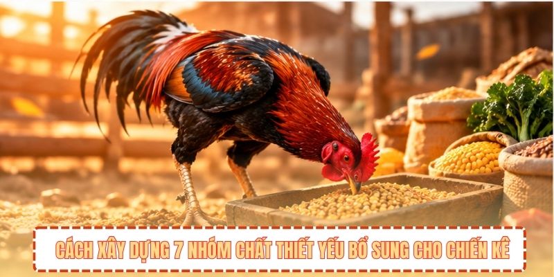 Cách xây dựng 7 nhóm chất thiết yếu bổ sung cho chiến kê